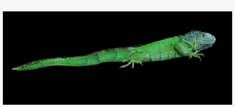 Biggest Png Collection On The Net - Green Iguana, transparent png download