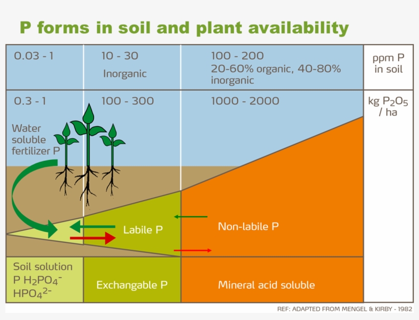 Role Of Phosphorus In Cotton Production - Portable Network Graphics, transparent png download