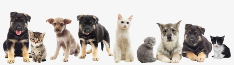 Snippet Citrus Spay And Neuter Pets - Dogs And Cat Png, transparent png download