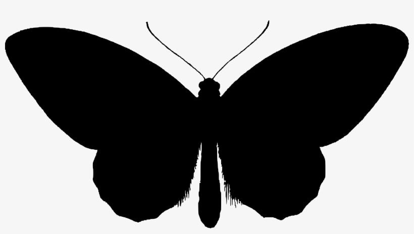 This Free Icons Png Design Of Birdwing Butterfly Silhouette, transparent png download