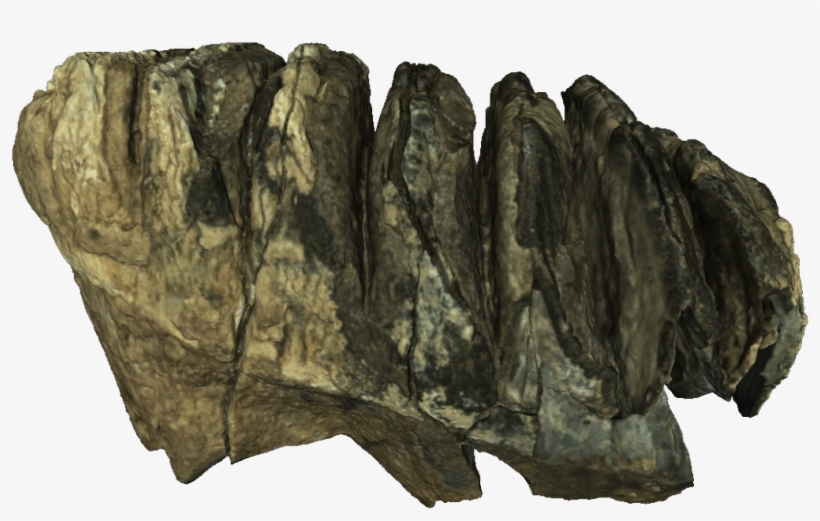 Africanfossils On Twitter - Tree, transparent png download