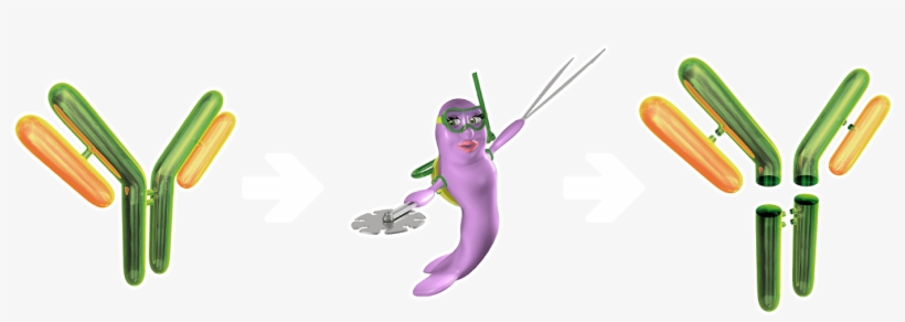 Ac Fabulous 06 Optimized - Antibody, transparent png download