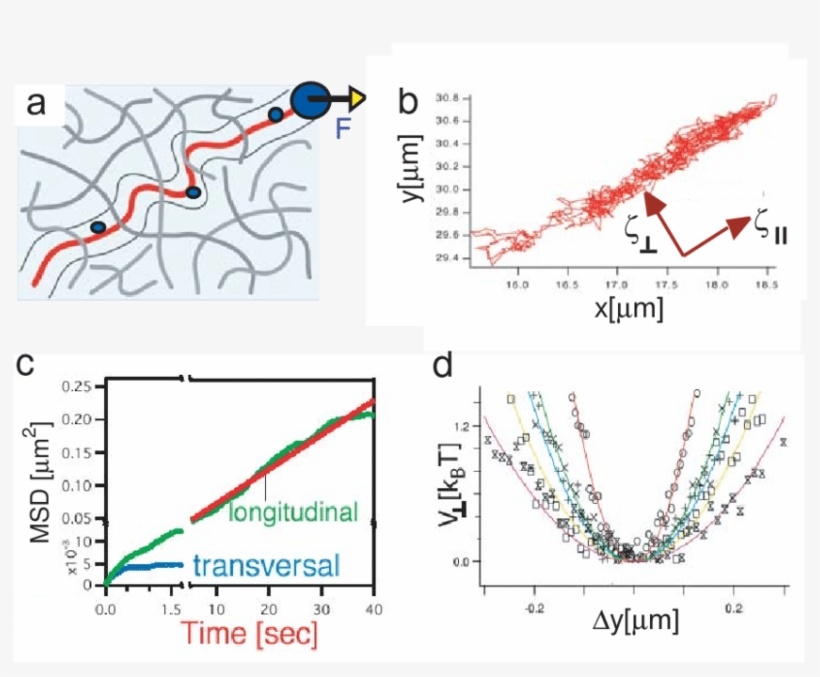 Labelling Of Test Filaments With Colloidal Beads And - Bead, transparent png download
