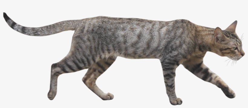 Wild Cats Png Vector Freeuse Library - Wild Cat Png, transparent png download