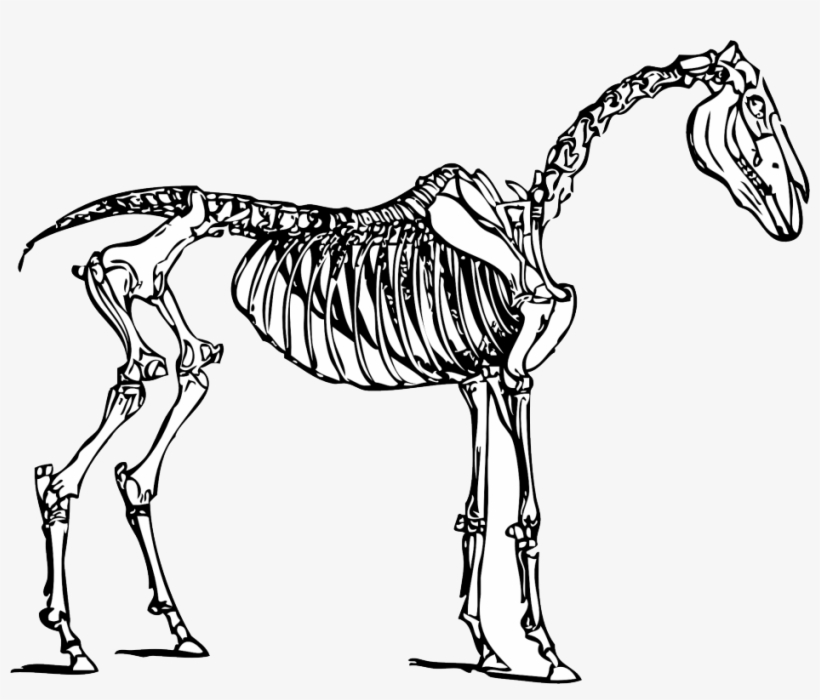 Dinosaur Bones Clipart - Horse Skeleton Clipart, transparent png download