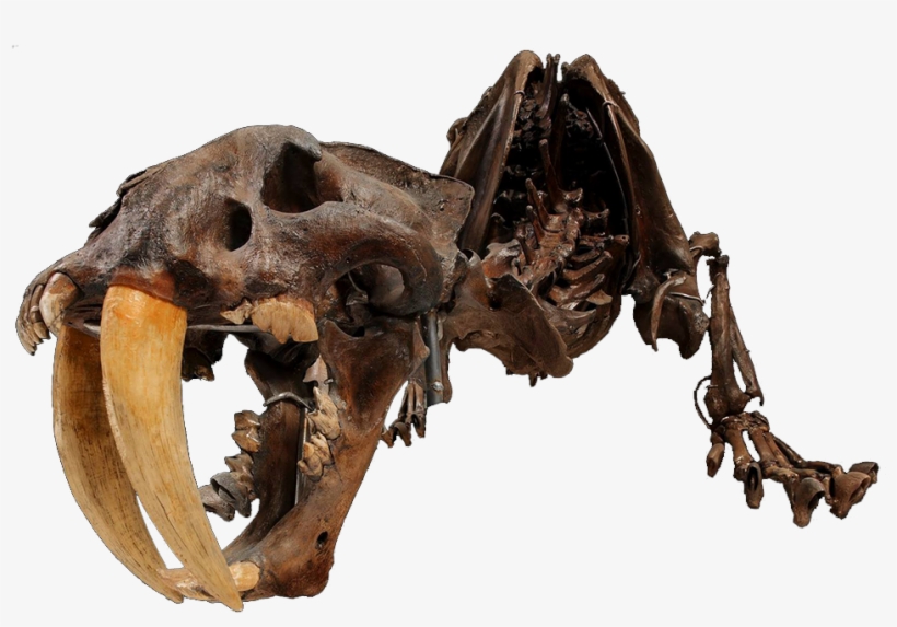 A Skeleton Of A Smilodon - Skeleton, transparent png download