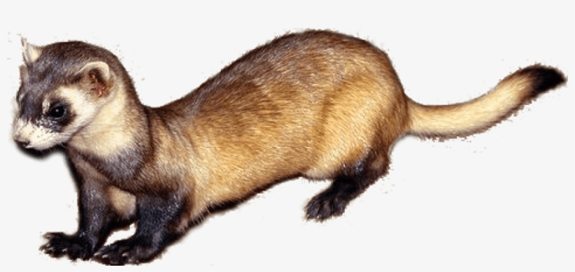 Free Png Ferret Png Images Transparent - Weasel Png, transparent png download