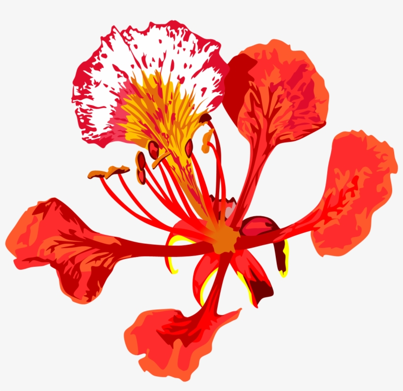 Poinciana Flower By Adamzt D Dbkvi Png - Royal Poinciana Flower Png, transparent png download