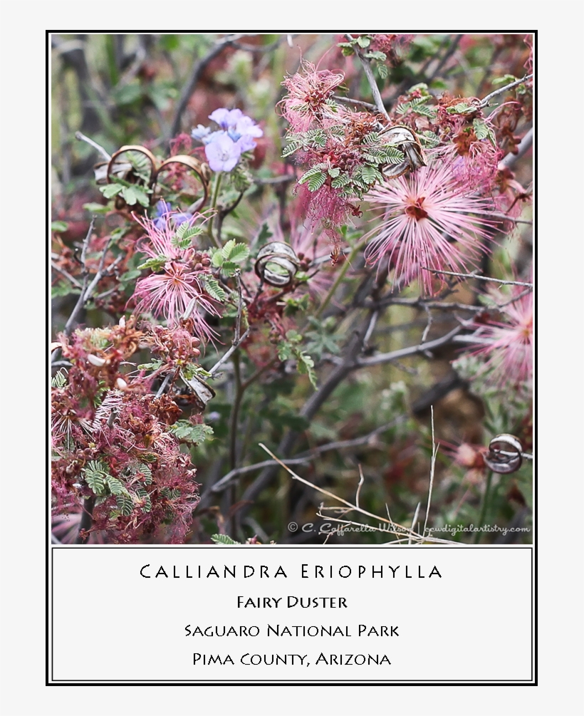 Fairy Duster - Calliandra Eriophylla, transparent png download