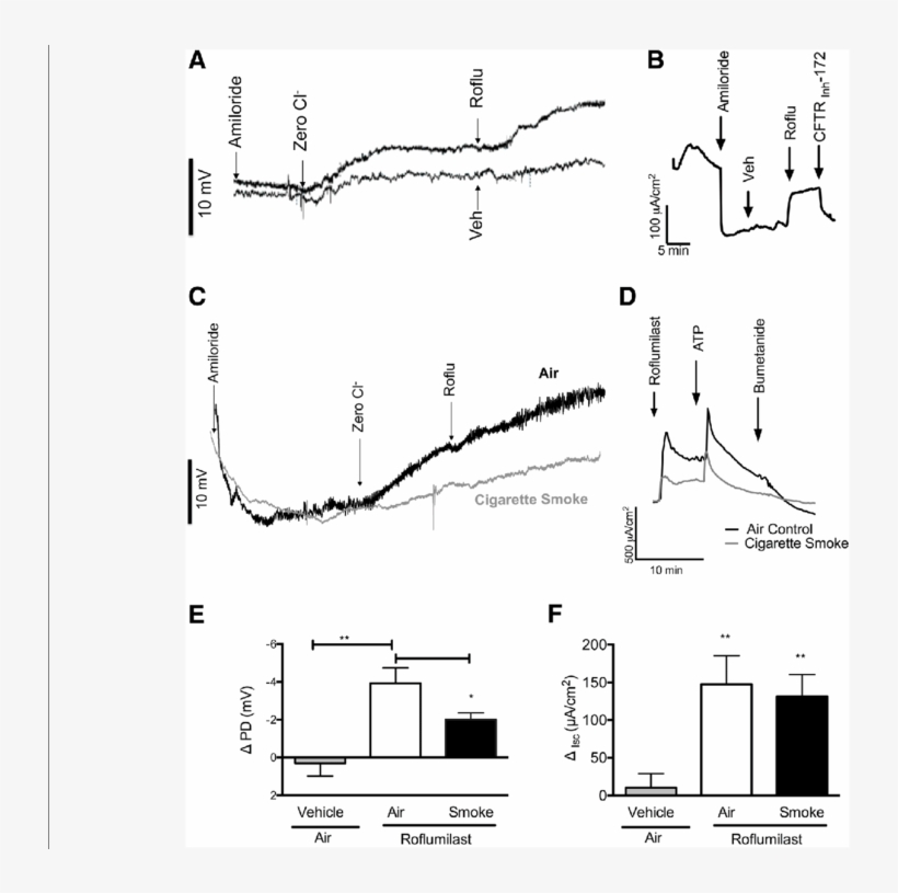 Effect Of Acute Roflumilast Perfusion In Normal And - Fig.1, transparent png download