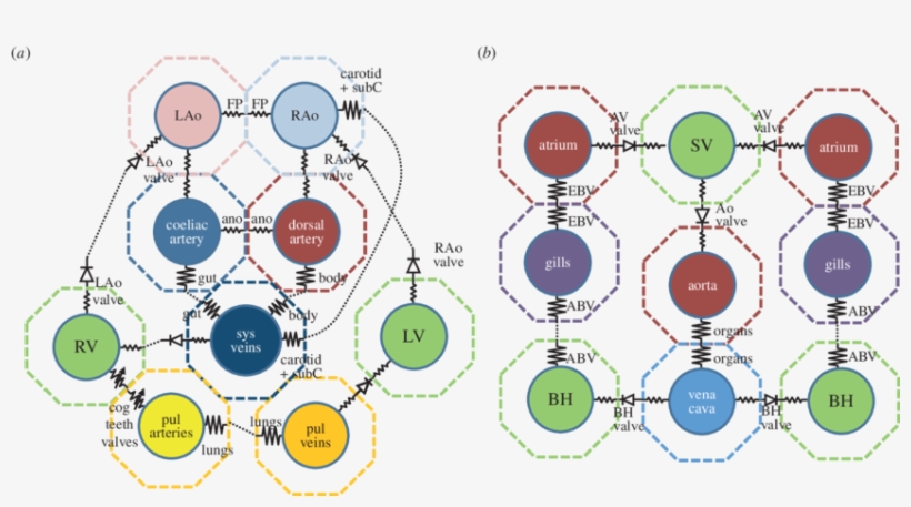 Crocodile Circulation Network, (b) Octopus Circulation - Circulatory System, transparent png download
