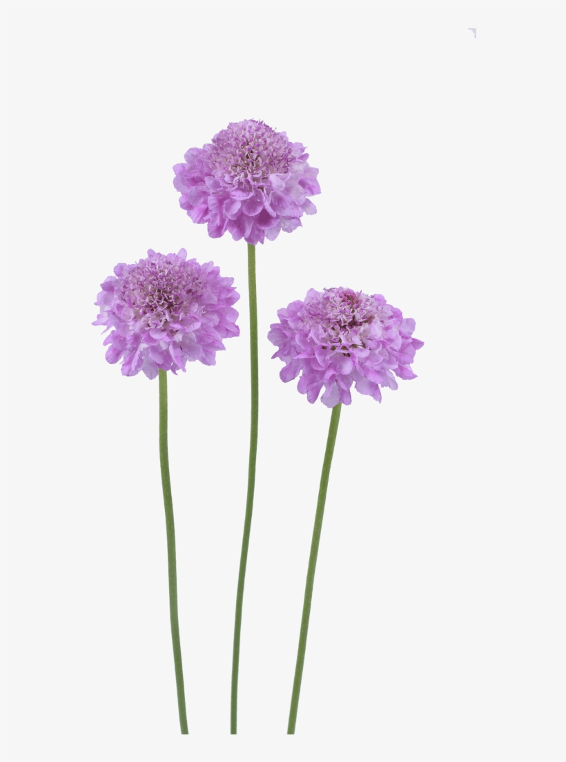 Brand New 19 Ageratum- Aguilera Purple - Pincushion Flower, transparent png download