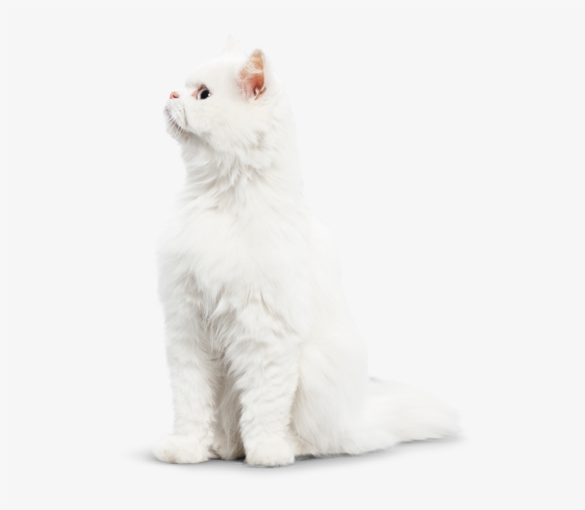 Cat, transparent png download
