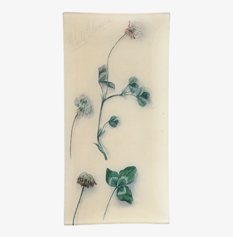 Japanese Anemone, transparent png download