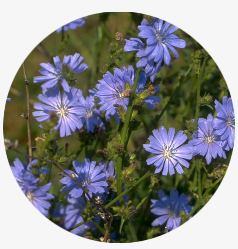 An - Bach Flower Remedies By Julian Barnard, transparent png download