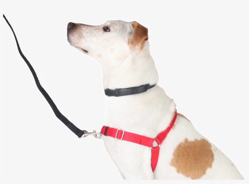 Png Prong Alternatives Sf Spca - Dog Harness Front Clip, transparent png download