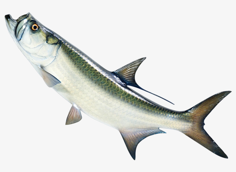 Live Baits - Transparent Live Fish Png, transparent png download