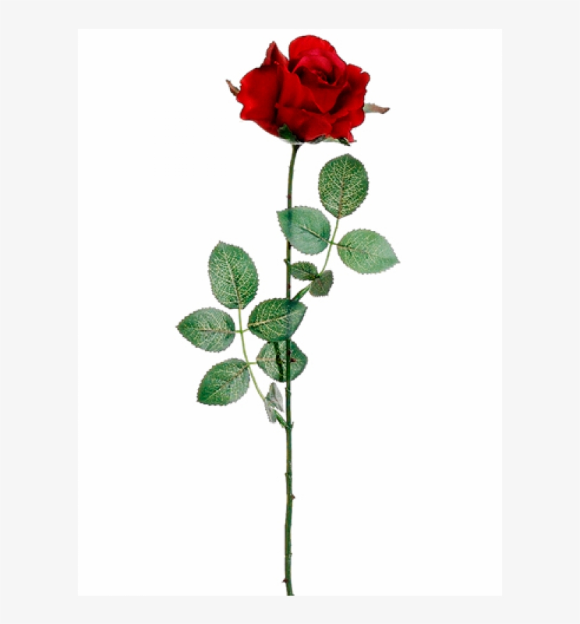 27" Tall Rose Bud Spray Red - Floribunda, transparent png download