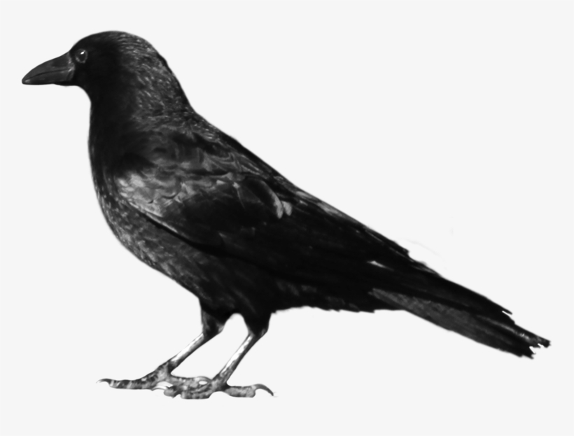 Crow 7 By Peroni68 - Crow Png, transparent png download