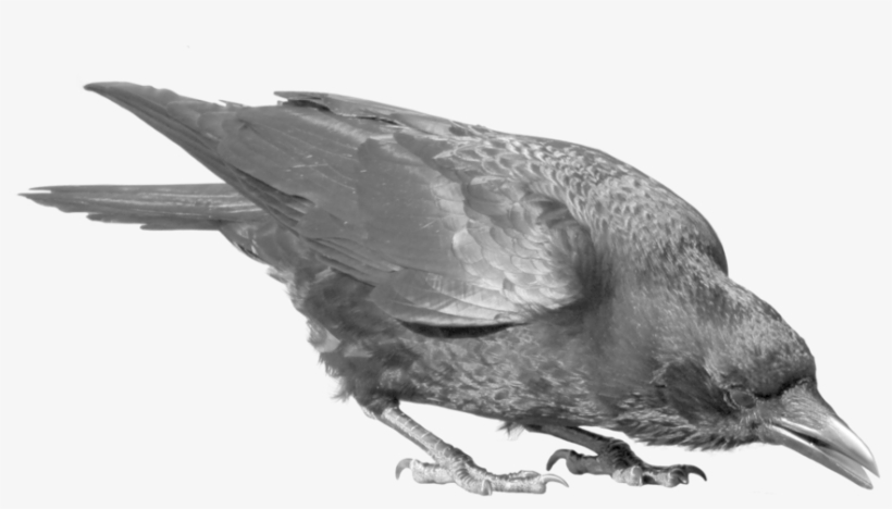 Crow Png, transparent png download