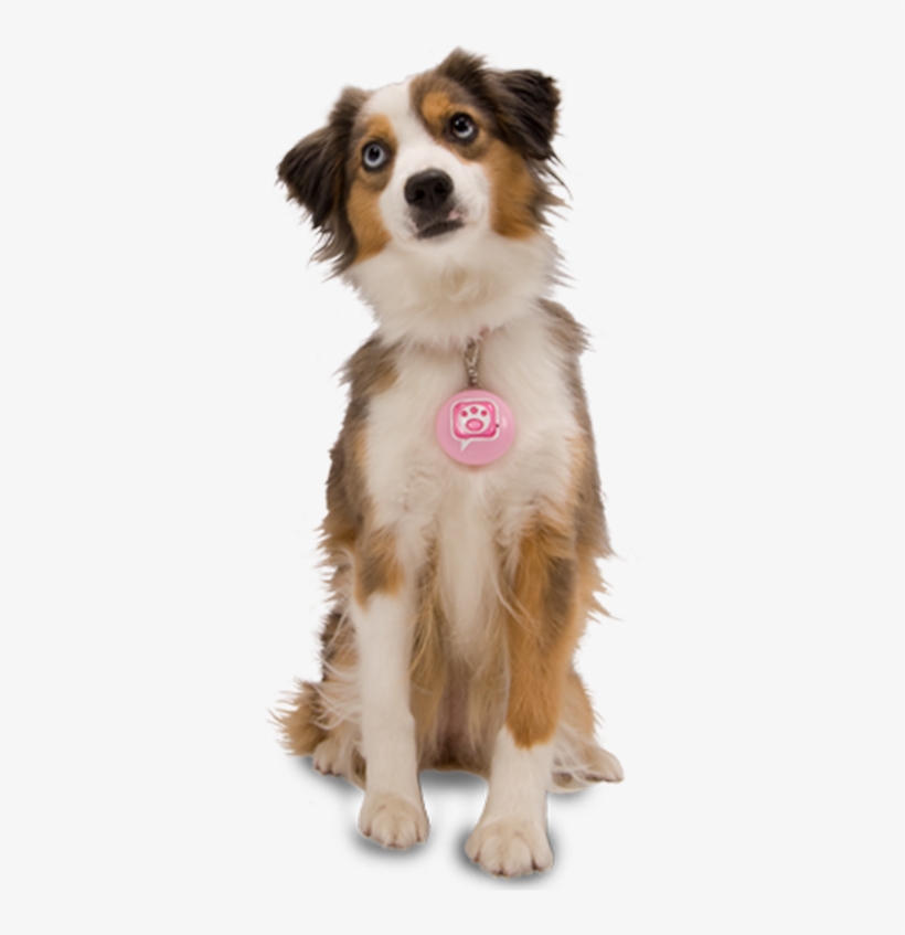 Cute Dog Png - Dog, transparent png download