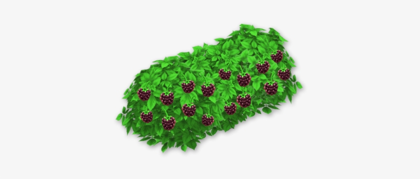 Blackberry Bush - Portable Network Graphics, transparent png download