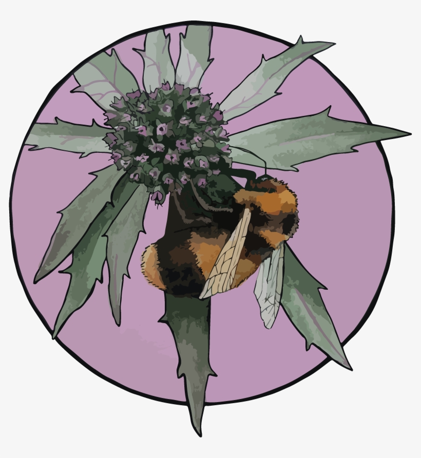 Bee And Thistle - Lissie Rydz Design, transparent png download