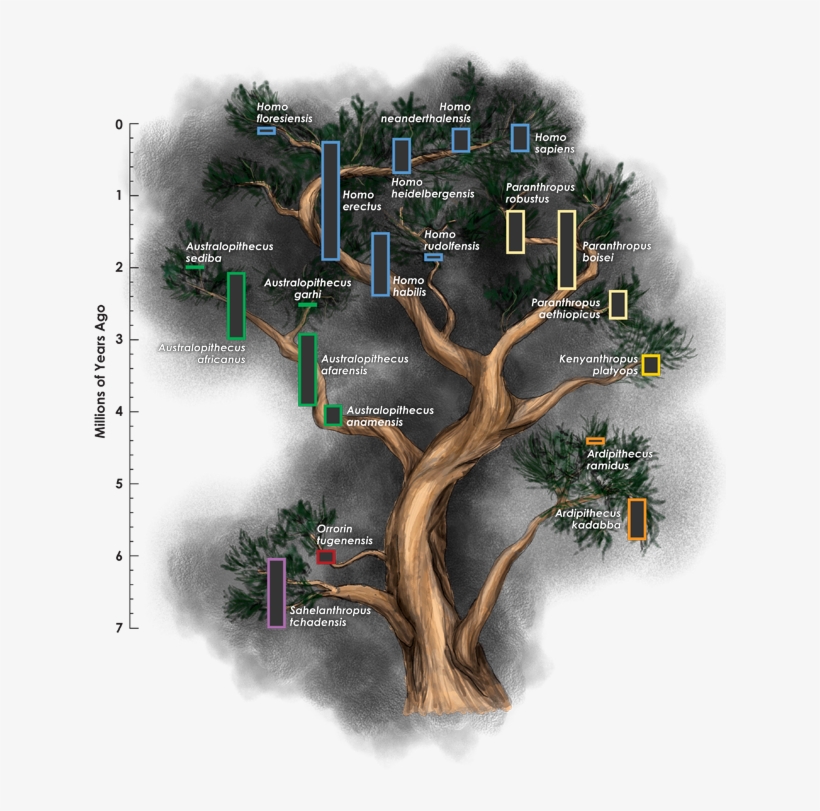 Does Our Family Tree Need More Branches - Hominini, transparent png download