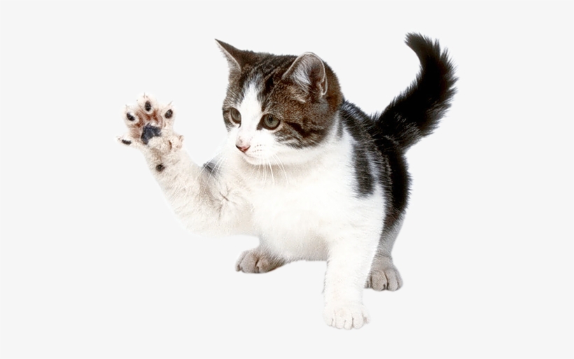 Cat, transparent png download