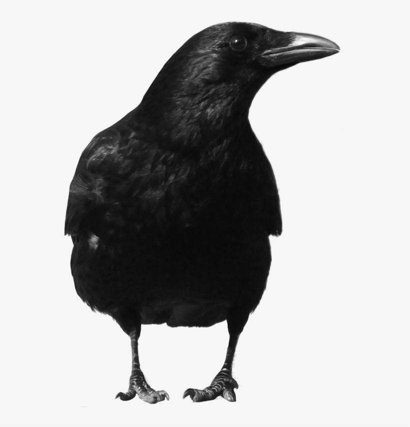 Crow Png Photos - Crow Png, transparent png download