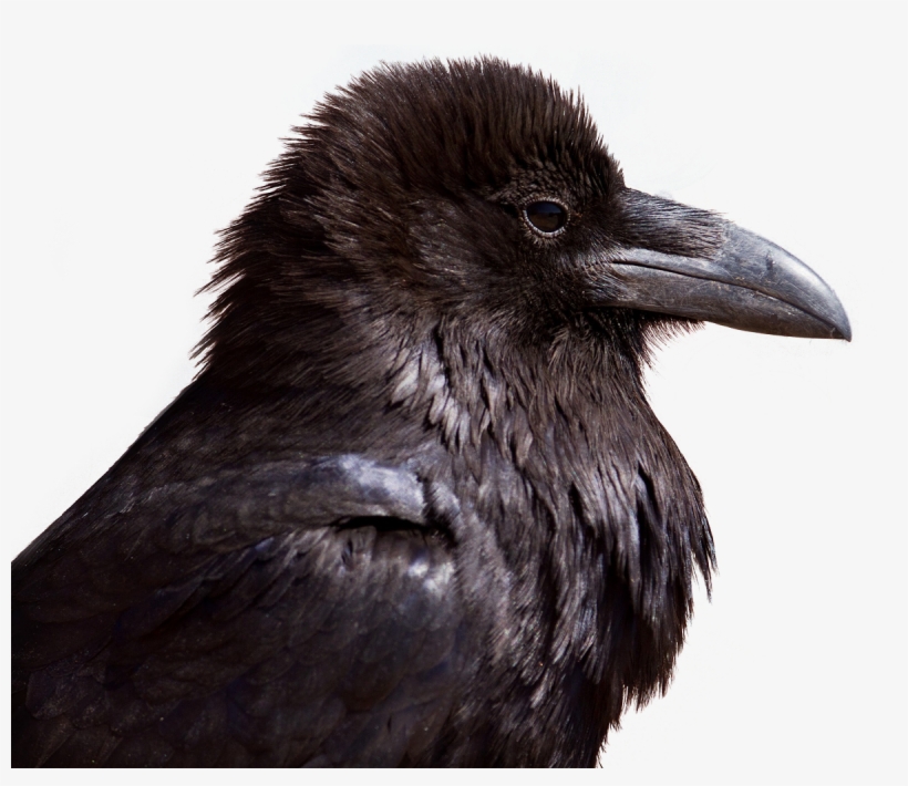 Crow Png, transparent png download