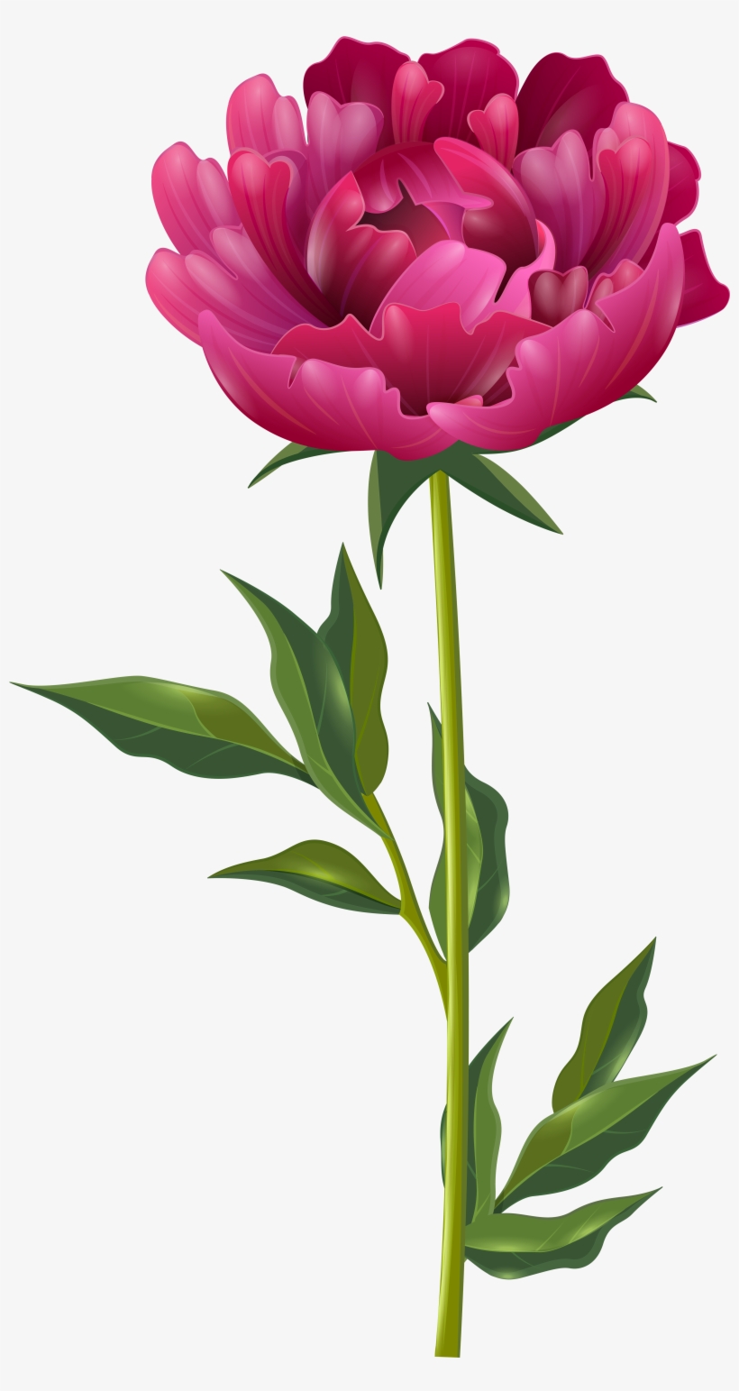 V - 2 - 8 4923 - 8 Kbyte - Peonies Watercolor - - Pink Peony Flower Png, transparent png download