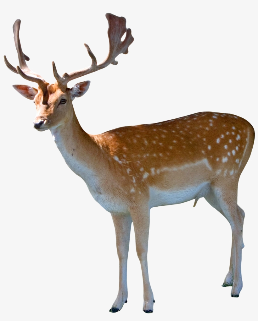 Animal Png Vector Royalty Free Download, transparent png download