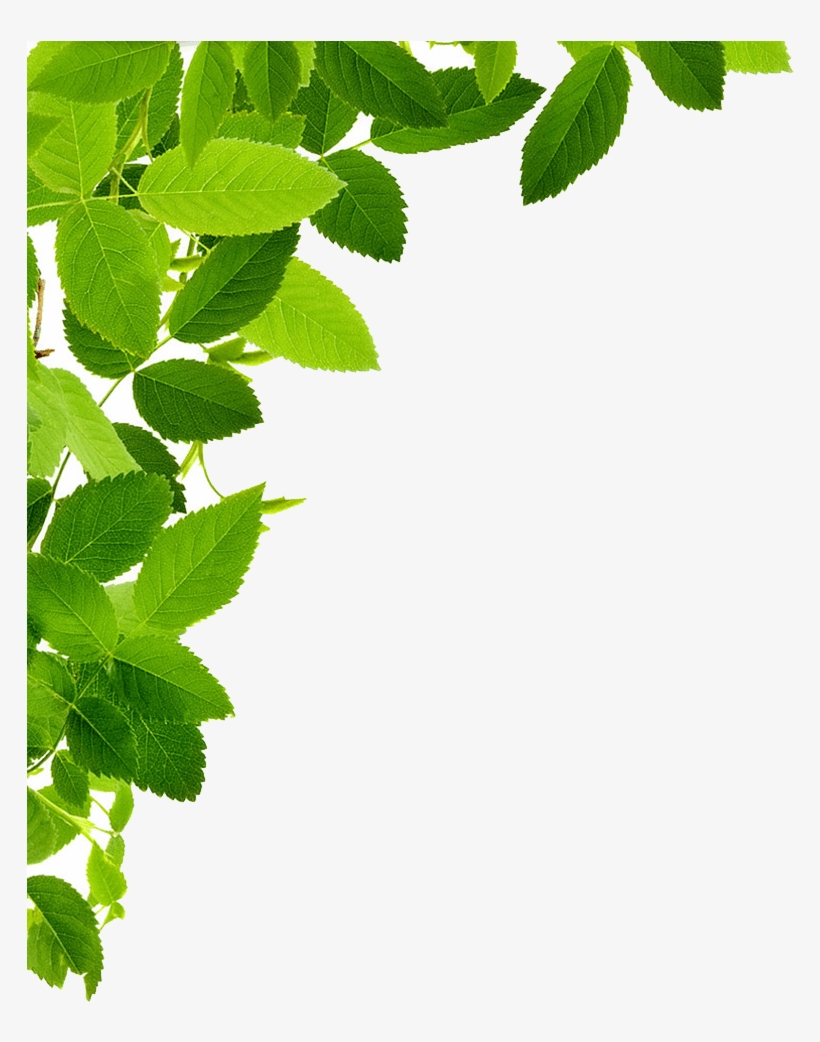 Leaves Left Corner - Maryruth Organics Vegan Vitamin D3 Gummy (plant Based,, transparent png download