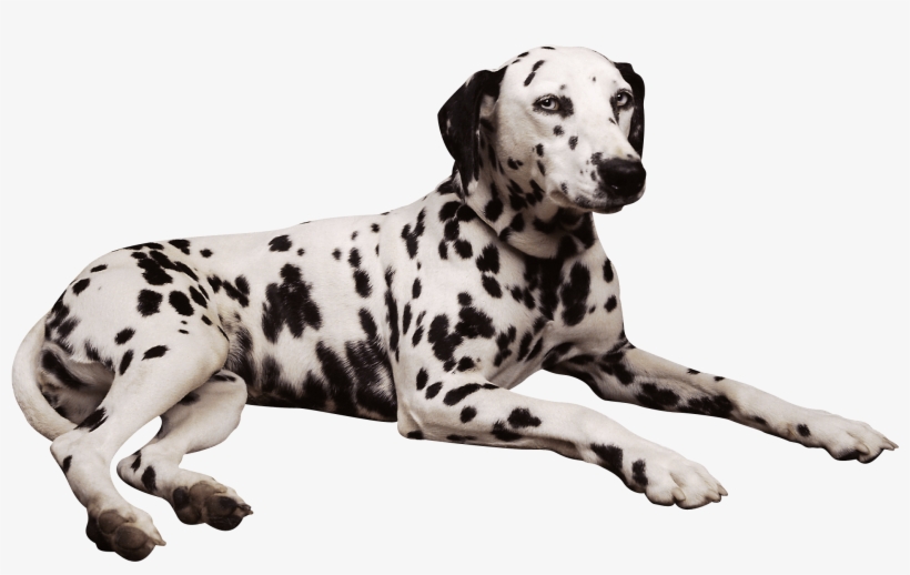 Dalmatian Png, transparent png download