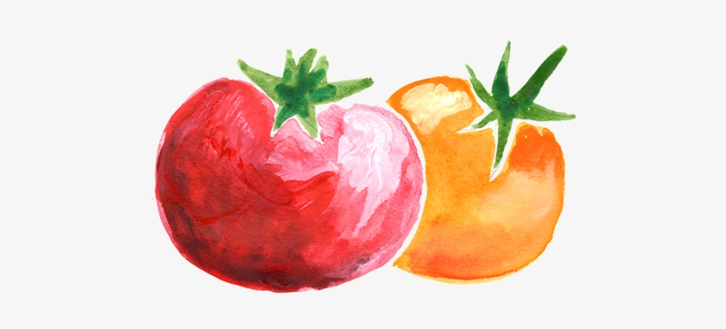 Tomato Sketch026 - Tomato, transparent png download