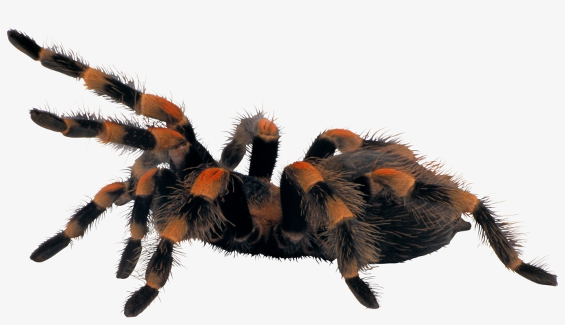 Spider - Spider Png, transparent png download