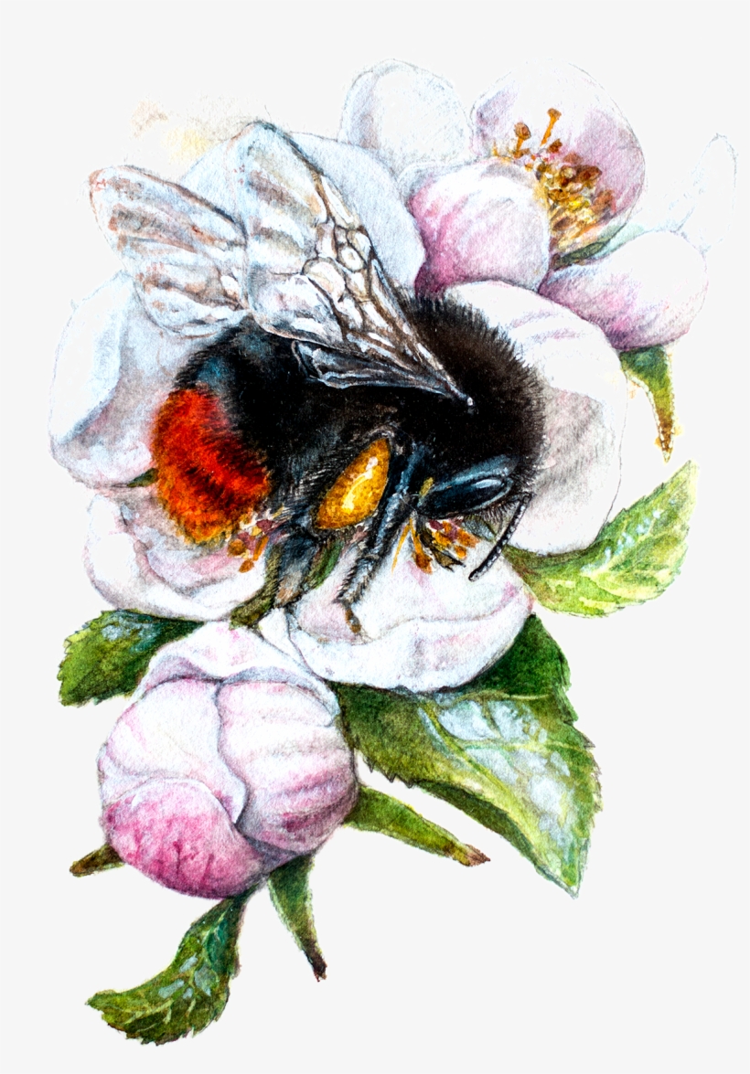 Bombus Lapidarius, transparent png download