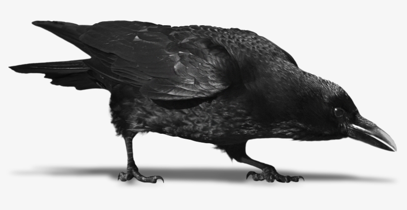 Corvo 2 - Transparent Background Crow Wings Png, transparent png download