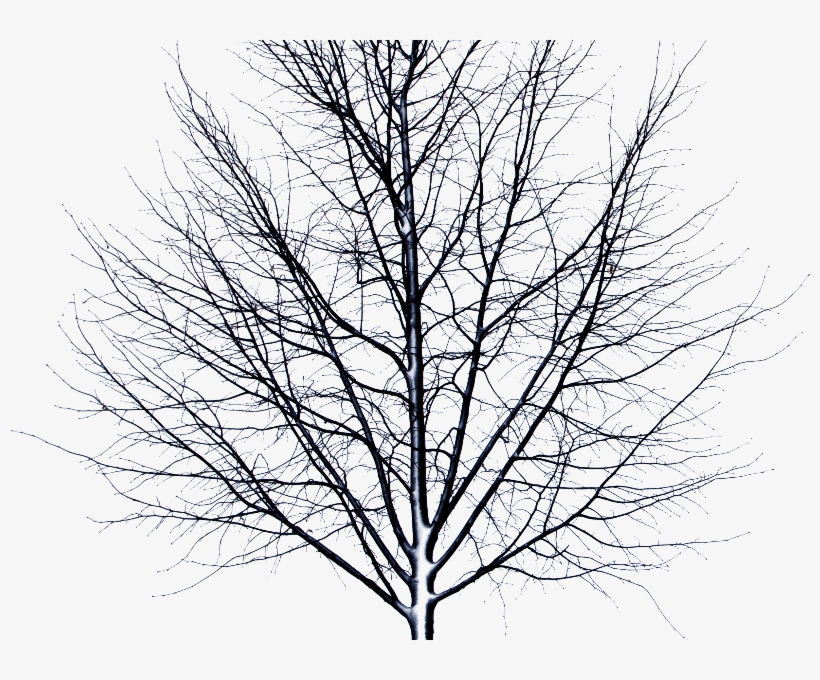 Dead Tree Isolated Object Png - Little Bit Of Mercy Makes The World Less Cold And More, transparent png download