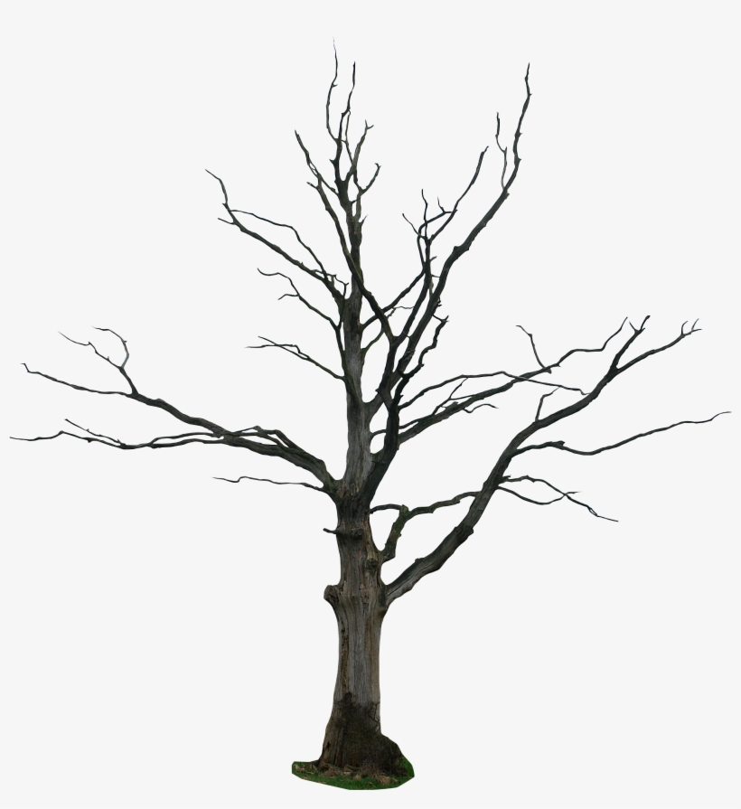 Dead-tree Cartoon Clipart - Dead Tree Drawing, transparent png download