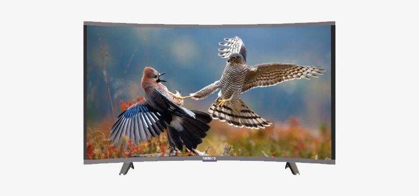 Professional Photography Of Birds, transparent png download