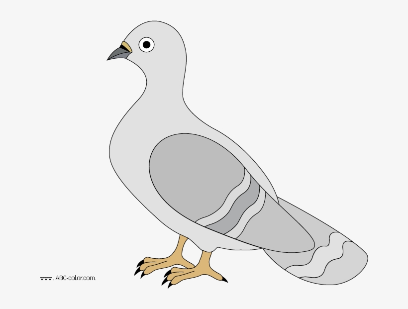 Pigeon Raster Clipart - Голуб Малюнок, transparent png download