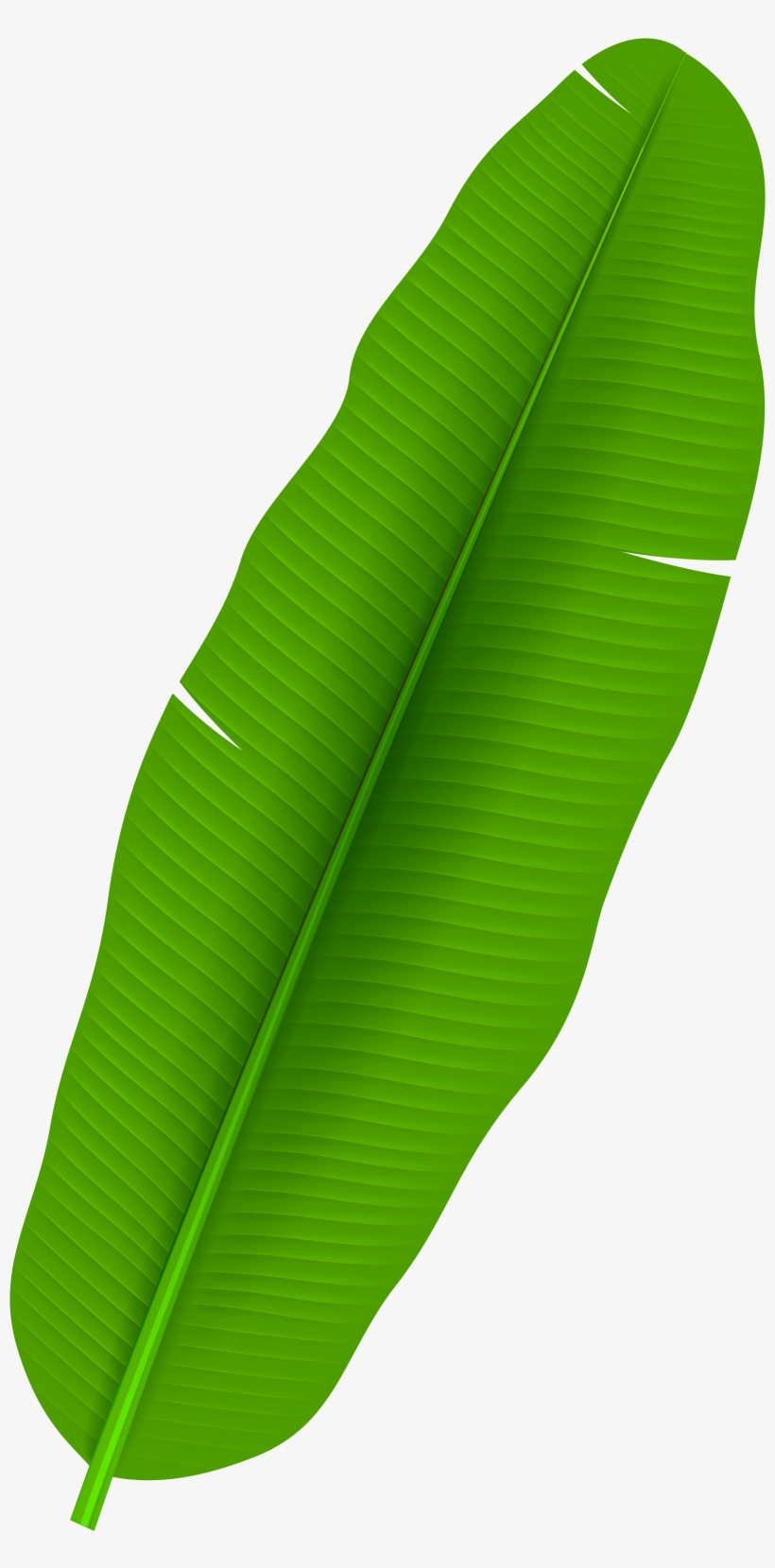 Exotic Palm Leaf Transparent Png Clip Art Banana Leaf Clipart Png Transparent Png 4363x8000 Free Download On Nicepng