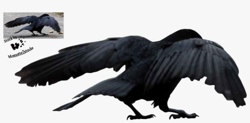 Cut-out Stock Png - Crow Birds Flying Png, transparent png download