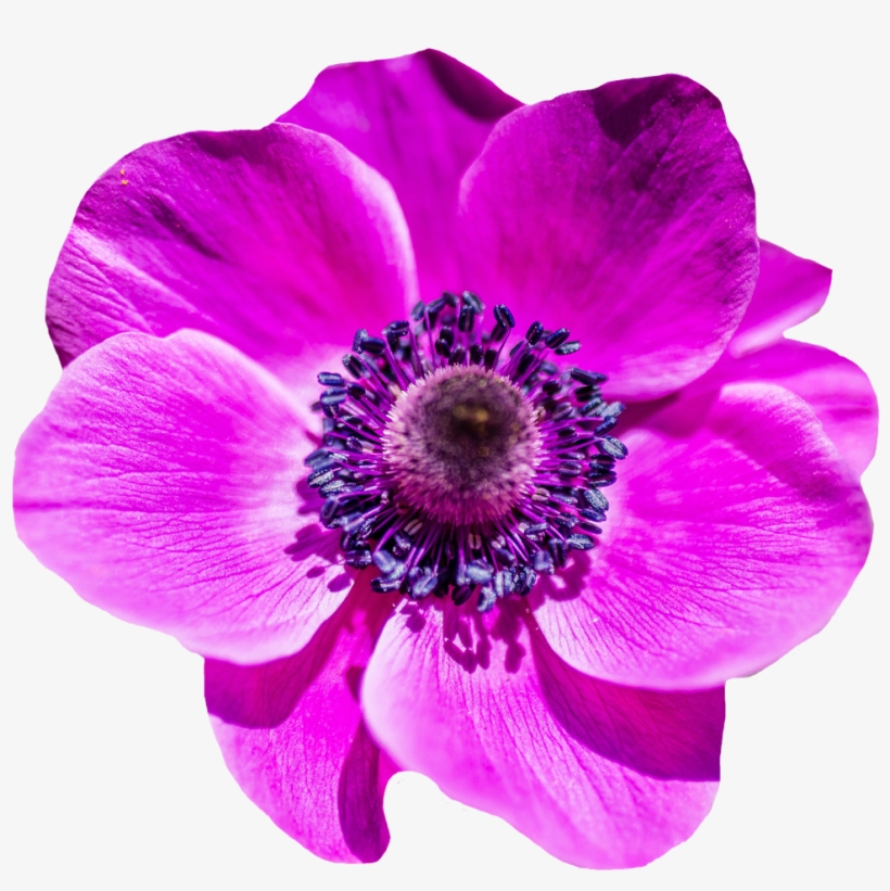 Purple Flower Png Transparent, transparent png download