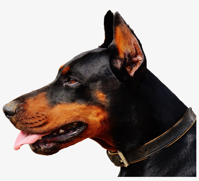 Doberman Dog Png Transparent Image - Fruit And Animal Same Name, transparent png download
