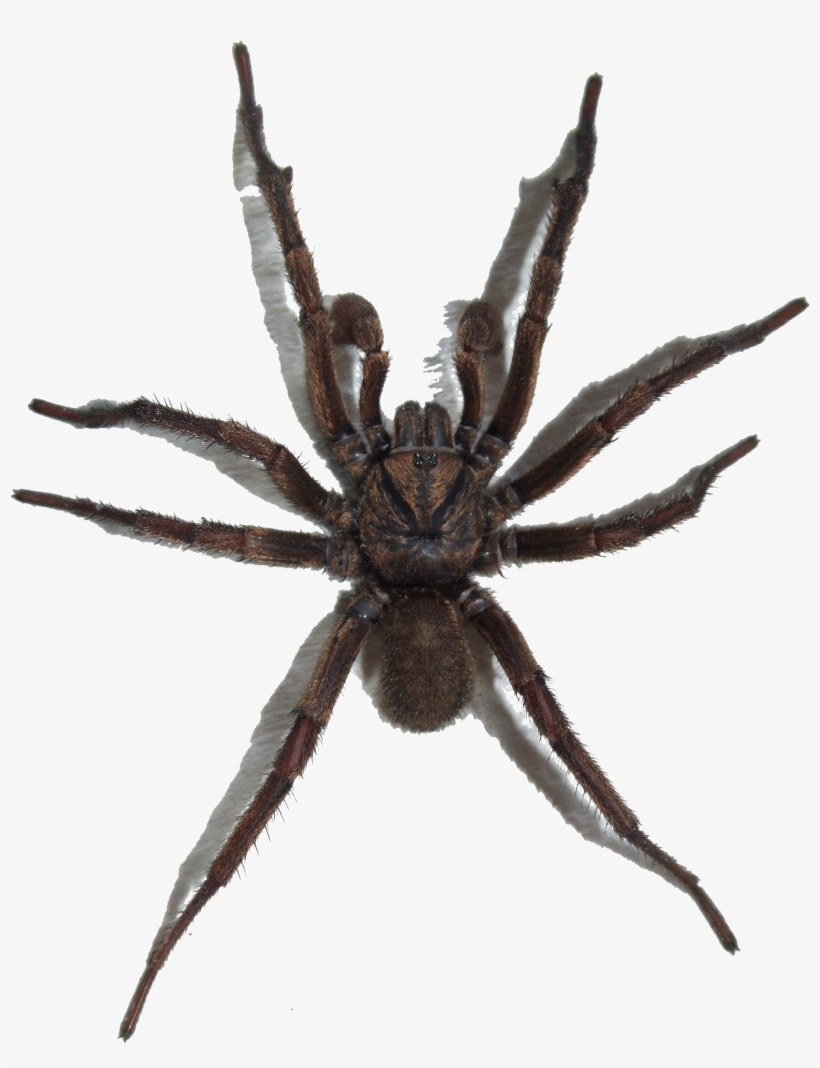 Spider Transparent Background, transparent png download