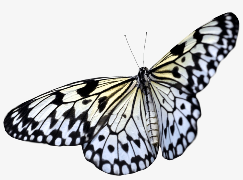 Butterfly Taking Off - Flying White Butterfly Png, transparent png download