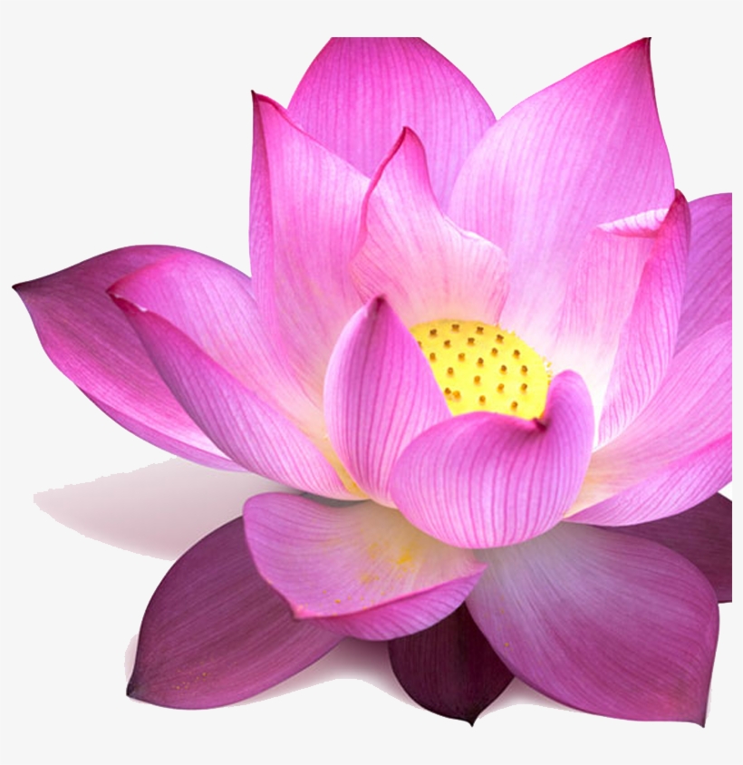 Lotus - Png Images Of Lotus, transparent png download